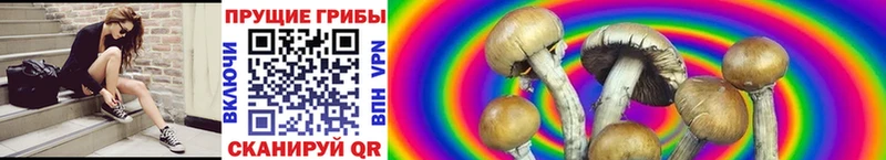 Купить где  Соль-Илецк  Галлюциногенные грибы Cubensis 